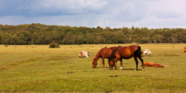 Brockenhurst, Hampshire