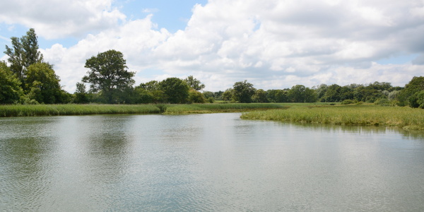 Bartley Water, Marhwood
