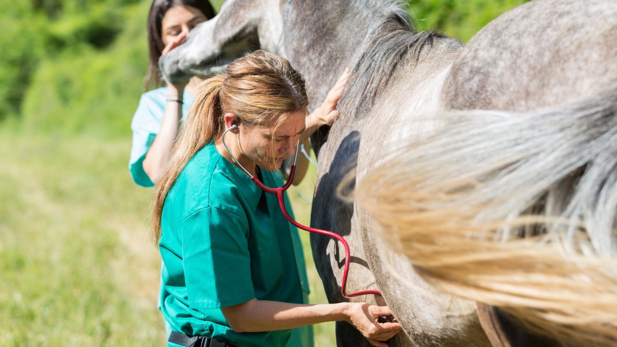 A vet doing an examination as part of an equine veterinary dispute