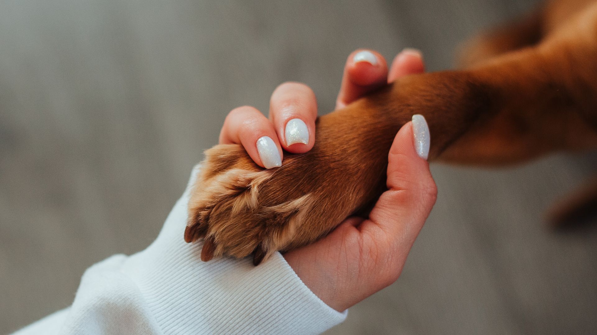 A lady holding a dog's paw